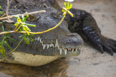 Krokodil, Black River, Jamaica