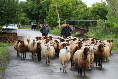 Schafherde, Kasagh-Schlucht, Armenien