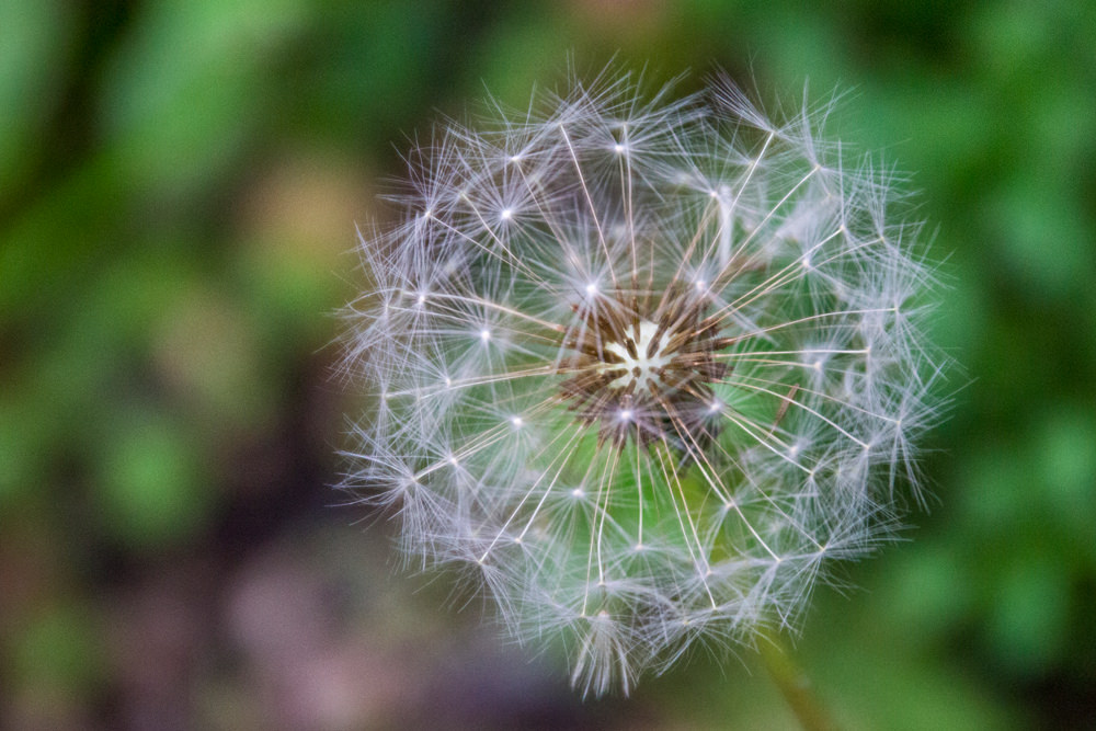 Pusteblume