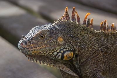 Iguana, Belize
