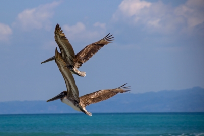 Pelikane, Costa Rica