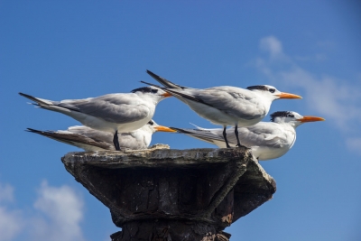 Möwen, Bahía de Samaná, Rep. Dominicana
