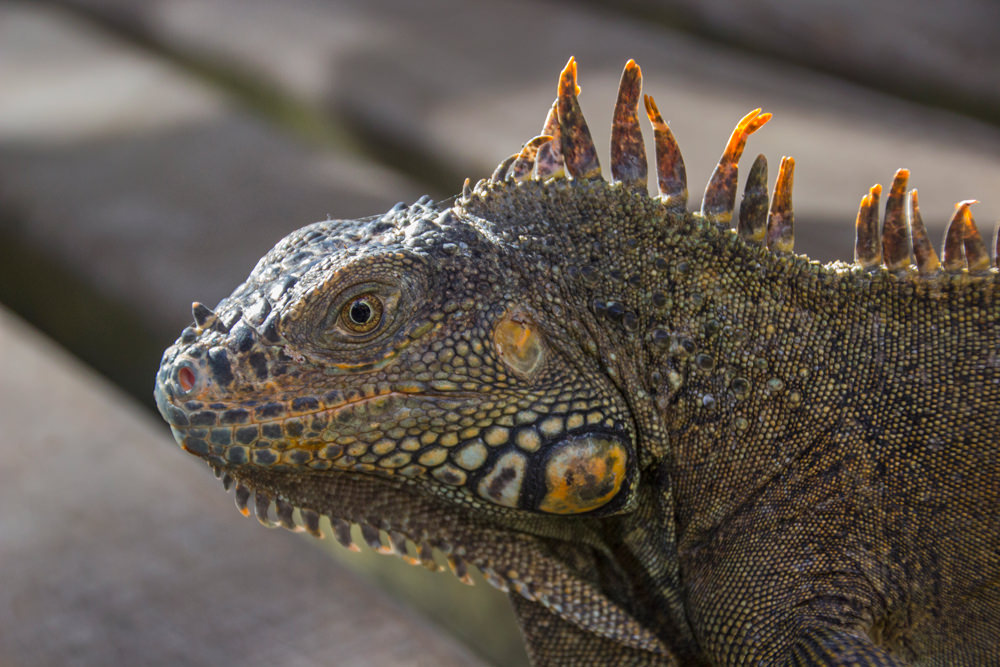 Iguana, Belize