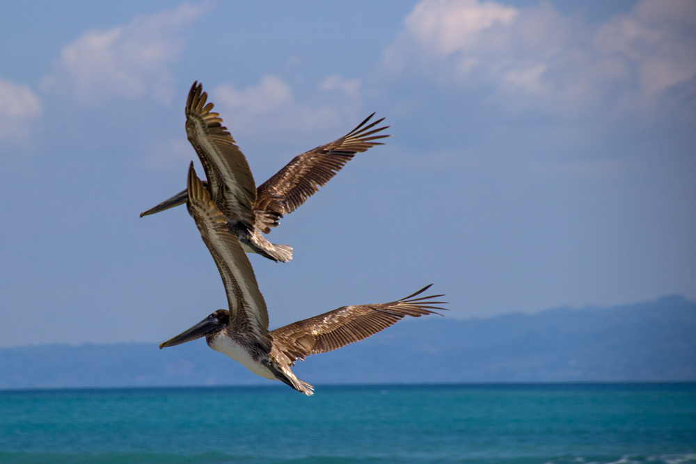 Pelikane, Costa Rica
