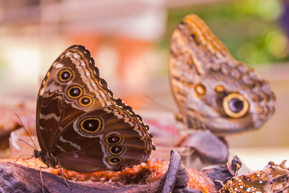 Schmetterlinge, Costa Rica