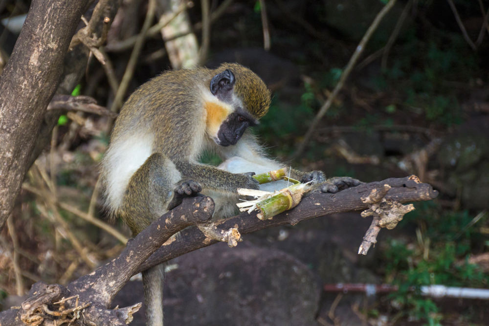 grüne Meerkatze, St. Kitts